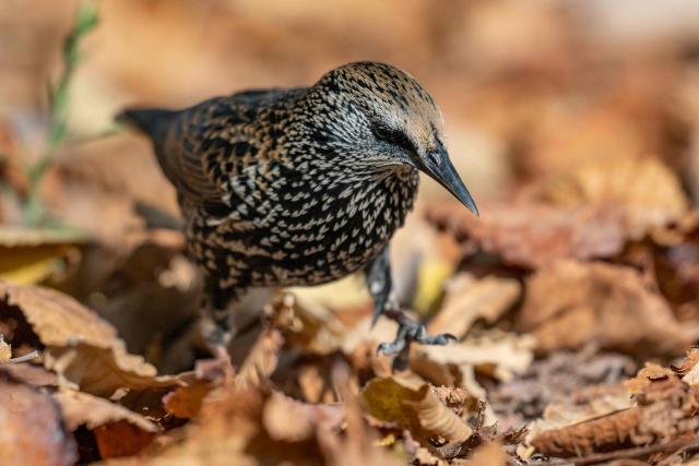 A European starling walks in dead leaves at the Jardin des Tuileries in Paris, on October 12, 2025. (Photo by Martin LELIEVRE / AFP)