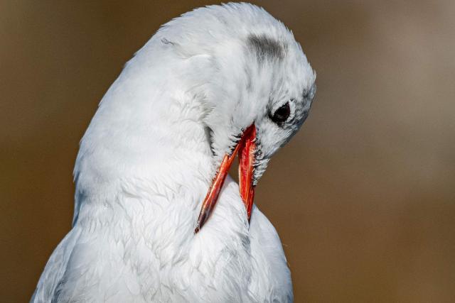 A Black-headed gull trims its feathers at the Jardin des Tuileries in Paris, on October 12, 2025. (Photo by Martin LELIEVRE / AFP)