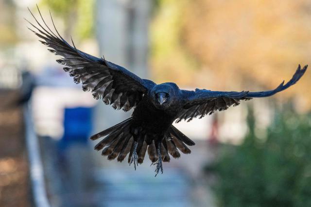 A carrion crow flies at the Jardin des Tuileries in Paris, on October 12, 2025. (Photo by Martin LELIEVRE / AFP)