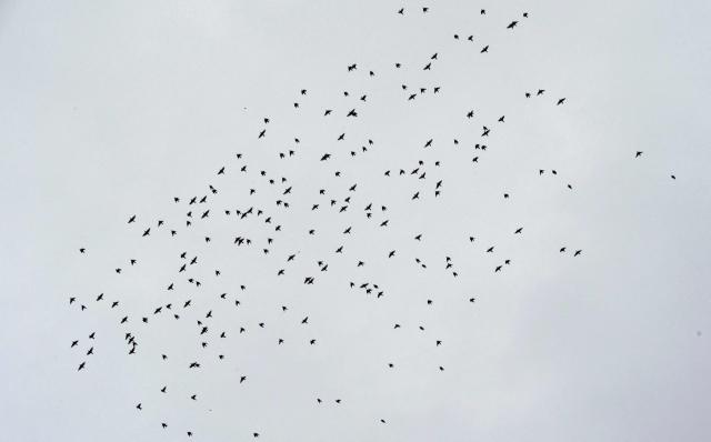 A group (I don't know what you call a group of unidentified birds) of birds fly in the sky of Washington, DC, on October 12, 2025. (Photo by Nicholas KAMM / AFP)