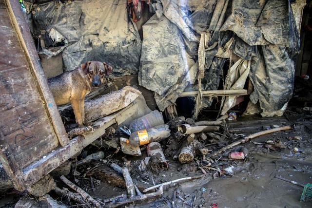 A dog is seen among the rubble of a damaged house after severe flooding hit the city of Alamo, in Veracruz state, Mexico, on October 13, 2025. The death toll from flooding in central and eastern Mexico -mostly in the Veracruz, Hidalgo and Puebla states- has risen sharply to at least 64, with another 65 still missing, authorities reported. (Photo by Marco Antonio Perez / AFP)