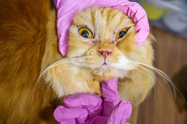 TOPSHOT - A vet checks a cat before giving it a rabies vaccine in Banda Aceh on October 16, 2025. (Photo by CHAIDEER MAHYUDDIN / AFP/Chaideer MAHYUDDIN / AFP)