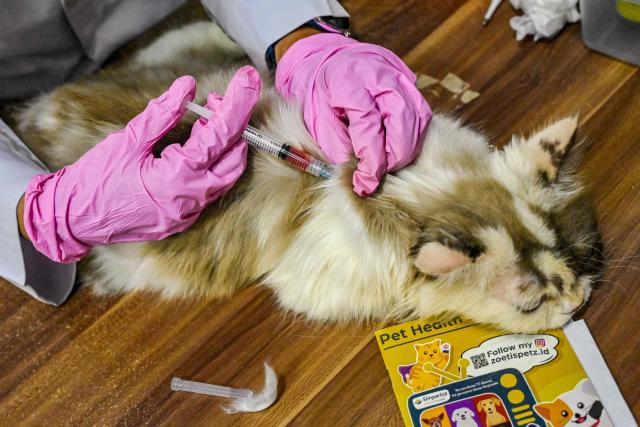 A vet give a cat a rabies vaccine in Banda Aceh on October 16, 2025. (Photo by CHAIDEER MAHYUDDIN / AFP/Chaideer MAHYUDDIN / AFP)