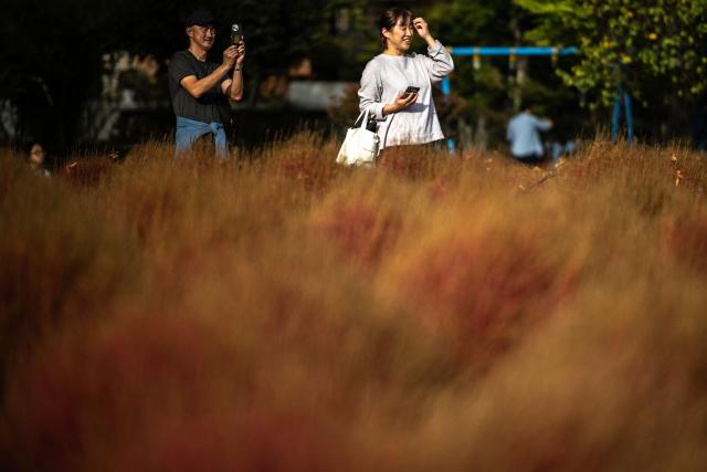 Tourists visit Oishi park in the town of Fujikawaguchiko, Yamanashi prefecture on October 18, 2025. (Photo by Philip FONG / AFP)