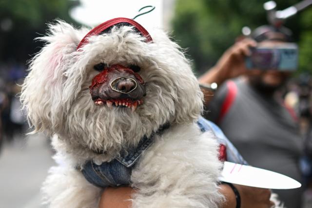 A dog wears a mask during the annual Zombie Parade ahead of the Day of the Dead in Mexico City on October 18, 2025. (Photo by Alfredo ESTRELLA / AFP)