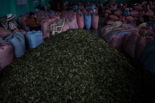 Coca leaves are pictured at the Primary Coca Market of the United Central Unified Federation, in Shinaota, Cochabamba department, Bolivia on October 18, 2025. (Photo by ERNESTO BENAVIDES / AFP)