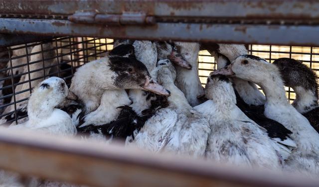 (FILES) Ducks sit in a cage waiting to be sent to a slaughterhouse for extermination due to the avian flu outbreak that began in late November, at a farm in Doazit, southwestern France, on January 26, 2022. The level of risk associated with avian influenza in mainland France will be raised on October 22, 2025 from "moderate" to "high", the highest level, which entails the confinement of poultry, according to a decree published on October 21, 2025 in the Official Journal. (Photo by GAIZKA IROZ / AFP)
