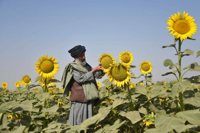 An Afghan farmer works at a sunflower field in the Panjwai district of Kandahar province on October 21, 2025. (Photo by Sanaullah SEIAM / AFP)