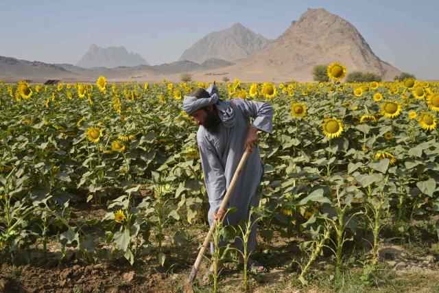 An Afghan farmer works at a sunflower field in the Panjwai district of Kandahar province on October 21, 2025. (Photo by Sanaullah SEIAM / AFP)