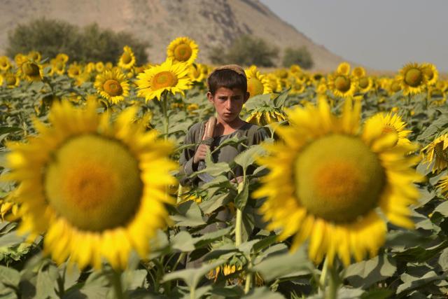 TOPSHOT - An Afghan boy stands at a sunflower field in the Panjwai district of Kandahar province on October 21, 2025. (Photo by Sanaullah SEIAM / AFP)