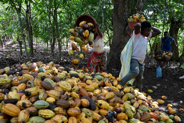 A worker unloads a basket full of cocoa pods at a cocoa plantation, near Divo on October 20, 2025. (Photo by Issouf SANOGO / AFP)