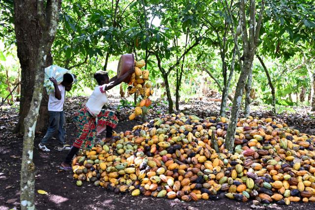 A worker unloads a basket full of cocoa pods at a cocoa plantation, near Divo on October 20, 2025. (Photo by Issouf SANOGO / AFP)