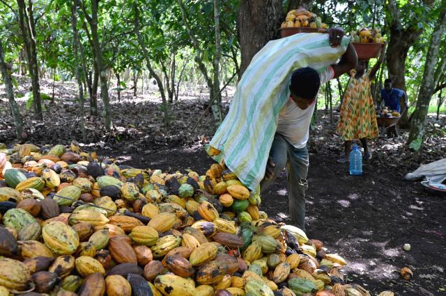 A worker empties a bag full of cocoa pods at a cocoa plantation, near Divo on October 20, 2025. (Photo by Issouf SANOGO / AFP)