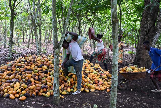 A worker empties a bag full of cocoa pods at a cocoa plantation, near Divo on October 20, 2025. (Photo by Issouf SANOGO / AFP)