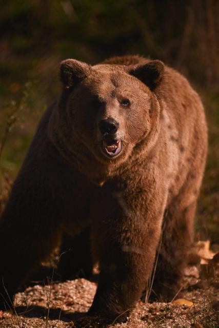 A brown bear plays in its enclosure at the Bear Sanctuary near Pristina on October 24, 2025. (Photo by Armend NIMANI / AFP)