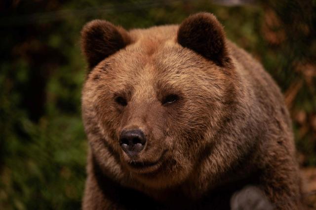 A brown bear walks in its enclosure at the Bear Sanctuary near Pristina on October 23, 2025. (Photo by Armend NIMANI / AFP)