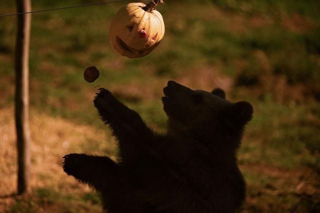 A brown bear enjoys a treat in its enclosure at the Bear Sanctuary near Pristina on October 24, 2025. (Photo by Armend NIMANI / AFP)