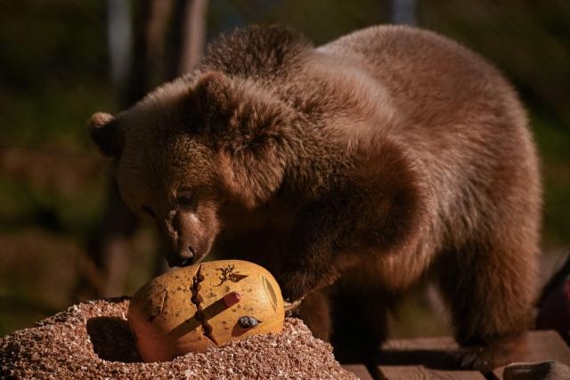 A brown bear enjoys a treat in its enclosure at the Bear Sanctuary near Pristina on October 24, 2025. (Photo by Armend NIMANI / AFP)