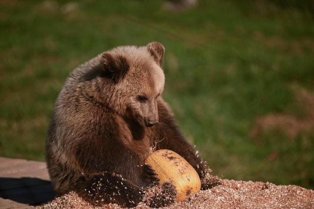 A brown bear enjoys a treat in its enclosure at the Bear Sanctuary near Pristina on October 24, 2025. (Photo by Armend NIMANI / AFP)