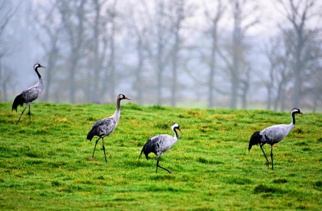 (FILES) Cranes walk in a field near Lac du Der near Giffaumont-Champaubert, north-western France on January 31, 2025. An unprecedented mortality rate linked to avian influenza is currently affecting gray cranes at Lake Der (Marne), a crossroads for their migration south, according to the departmental prefecture and the League for the Protection of Birds (LPO). Since last weekend, when 42,000 gray cranes arrived around this large lake, “around 500 crane carcasses have been counted,” the Marne prefecture told AFP on October 24, 2025. (Photo by FRANCOIS NASCIMBENI / AFP)
