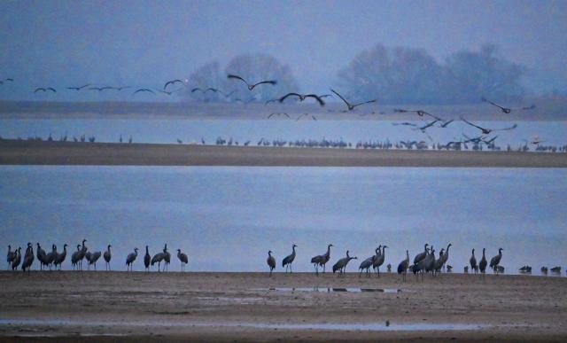 (FILES) Cranes gather at Lac du Der near Giffaumont-Champaubert, north-western France on January 31, 2025. An unprecedented mortality rate linked to avian influenza is currently affecting gray cranes at Lake Der (Marne), a crossroads for their migration south, according to the departmental prefecture and the League for the Protection of Birds (LPO). Since last weekend, when 42,000 gray cranes arrived around this large lake, “around 500 crane carcasses have been counted,” the Marne prefecture told AFP on October 24, 2025. (Photo by FRANCOIS NASCIMBENI / AFP)