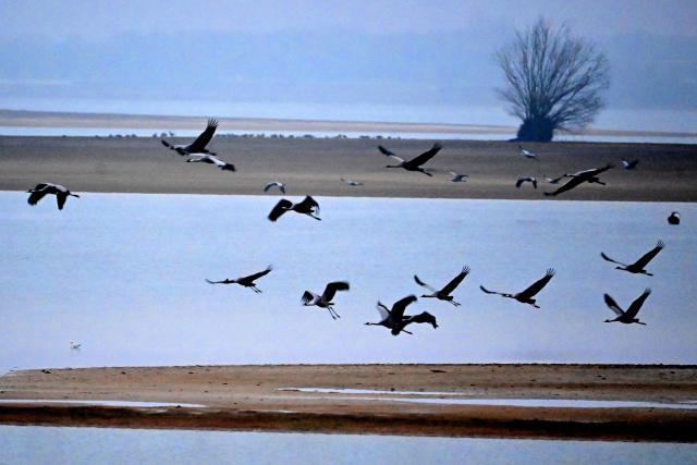 (FILES) Cranes gather at Lac du Der near Giffaumont-Champaubert, north-western France on January 31, 2025. An unprecedented mortality rate linked to avian influenza is currently affecting gray cranes at Lake Der (Marne), a crossroads for their migration south, according to the departmental prefecture and the League for the Protection of Birds (LPO). Since last weekend, when 42,000 gray cranes arrived around this large lake, “around 500 crane carcasses have been counted,” the Marne prefecture told AFP on October 24, 2025. (Photo by FRANCOIS NASCIMBENI / AFP)