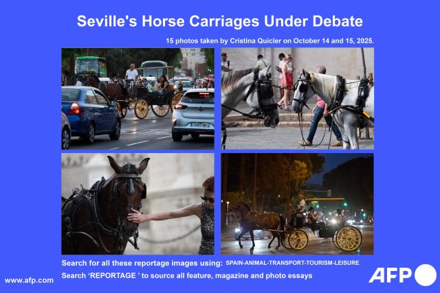 AFP presents 15 photographs by Spanish photographer Cristina Quicler, taken on October 14 and 15, 2025 in Seville, about the horse-drawn carriages in the Andalusian capital. The future of horse-drawn carriages in Seville has sparked a heated public debate.
The Seville City Council has officially confirmed its decision to maintain all 97 existing licenses for the carriage service. This announcement comes as Malaga became the latest city to formally end the practice. On October 6, 2025, Malaga City Council revoked its final 25 licenses, citing 'the incompatibility of the carriage ride service with urban development and ensuring conditions of safety and health for both public road users and the animals themselves.'
Meanwhile, animal rights groups are focusing their attention on Seville, publicly questioning the welfare of the working horses. In response, the City Council asserts that it fully complies with the national Animal Welfare Law and is committed to implementing further measures. These include studying modifications for days with extreme temperatures, ensuring continuous veterinary check-ups, and deploying the Giralda Group of the Seville Local Police to strictly monitor adherence to all regulations.

Search for all these reportage images using: SPAIN-ANIMAL-TRANSPORT-TOURISM-LEISURE
Search REPORTAGE  to source all feature, magazine and photo essays (Photo by Cristina Quicler / AFP)