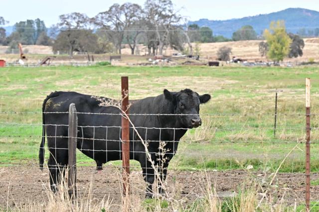 Cattle is seen on a farm in Jamestown, California, on October 26, 2025. While campaigning in 2023, Argentinian President Javier Milei promised to cut punishing taxes on beef and cereal exports -- a longstanding source of government revenue which he called "robbery," and eventually scrap them altogether. But the cuts were slow in coming and fell short of industry expectations when he finally announced them last month. Export taxes on poultry and beef fell from 6.75 percent to five percent, on corn from 12 percent to 9.5 percent, and soybeans -- one of Argentina's biggest farm exports -- from 33 to 26 percent. (Photo by Frederic J. Brown / AFP)