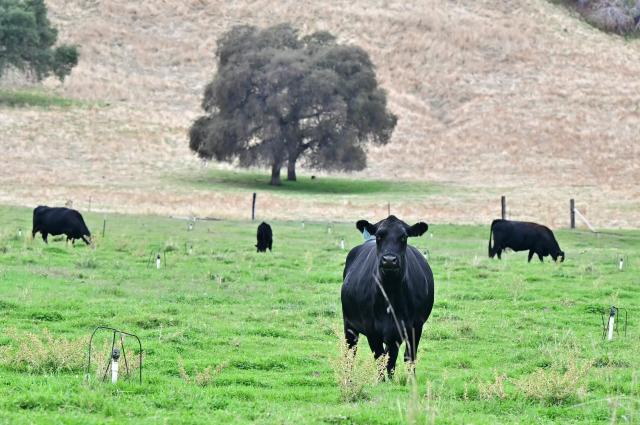 Cattle is seen on a farm in Jamestown, California, on October 26, 2025. While campaigning in 2023, Argentinian President Javier Milei promised to cut punishing taxes on beef and cereal exports -- a longstanding source of government revenue which he called "robbery," and eventually scrap them altogether. But the cuts were slow in coming and fell short of industry expectations when he finally announced them last month. Export taxes on poultry and beef fell from 6.75 percent to five percent, on corn from 12 percent to 9.5 percent, and soybeans -- one of Argentina's biggest farm exports -- from 33 to 26 percent. (Photo by Frederic J. Brown / AFP)