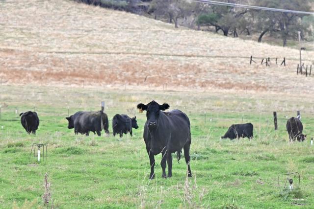 Cattle is seen on a farm in Jamestown, California, on October 26, 2025. While campaigning in 2023, Argentinian President Javier Milei promised to cut punishing taxes on beef and cereal exports -- a longstanding source of government revenue which he called "robbery," and eventually scrap them altogether. But the cuts were slow in coming and fell short of industry expectations when he finally announced them last month. Export taxes on poultry and beef fell from 6.75 percent to five percent, on corn from 12 percent to 9.5 percent, and soybeans -- one of Argentina's biggest farm exports -- from 33 to 26 percent. (Photo by Frederic J. Brown / AFP)