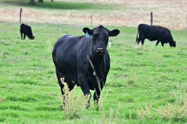 Cattle is seen on a farm in Jamestown, California, on October 26, 2025. While campaigning in 2023, Argentinian President Javier Milei promised to cut punishing taxes on beef and cereal exports -- a longstanding source of government revenue which he called "robbery," and eventually scrap them altogether. But the cuts were slow in coming and fell short of industry expectations when he finally announced them last month. Export taxes on poultry and beef fell from 6.75 percent to five percent, on corn from 12 percent to 9.5 percent, and soybeans -- one of Argentina's biggest farm exports -- from 33 to 26 percent. (Photo by Frederic J. Brown / AFP)