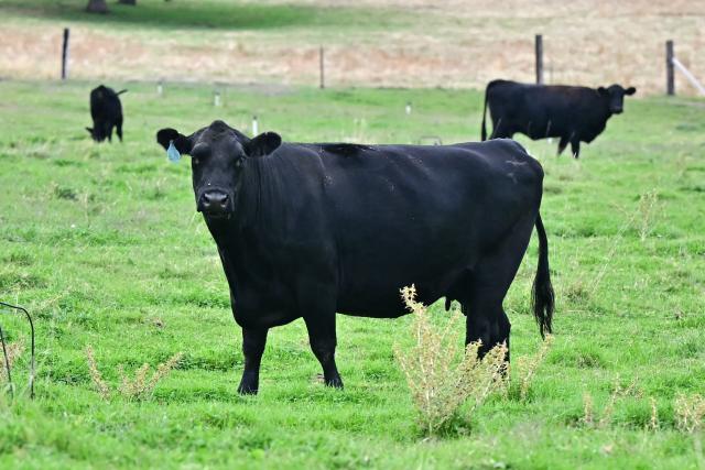 Cattle is seen on a farm in Jamestown, California, on October 26, 2025. While campaigning in 2023, Argentinian President Javier Milei promised to cut punishing taxes on beef and cereal exports -- a longstanding source of government revenue which he called "robbery," and eventually scrap them altogether. But the cuts were slow in coming and fell short of industry expectations when he finally announced them last month. Export taxes on poultry and beef fell from 6.75 percent to five percent, on corn from 12 percent to 9.5 percent, and soybeans -- one of Argentina's biggest farm exports -- from 33 to 26 percent. (Photo by Frederic J. Brown / AFP)