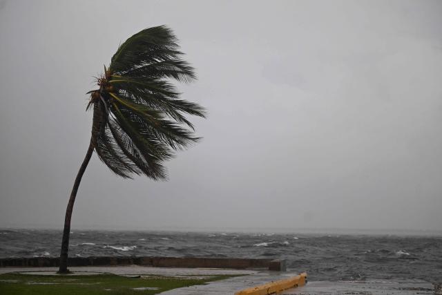 A coconut tree sways in the wind at the Kingston Waterfront on Ocean Boulevard in Kingston, Jamaica, as Jamaica starts to feel the effects of Hurricane Mellisa on October 26, 2025. Hurricane Melissa was cutting a deadly path in the Caribbean on the night of October 25, with rapid intensification expected over the weekend as it took a worryingly slow course toward Jamaica and the island of Hispaniola, forecasters said. (Photo by Ricardo Makyn / AFP)