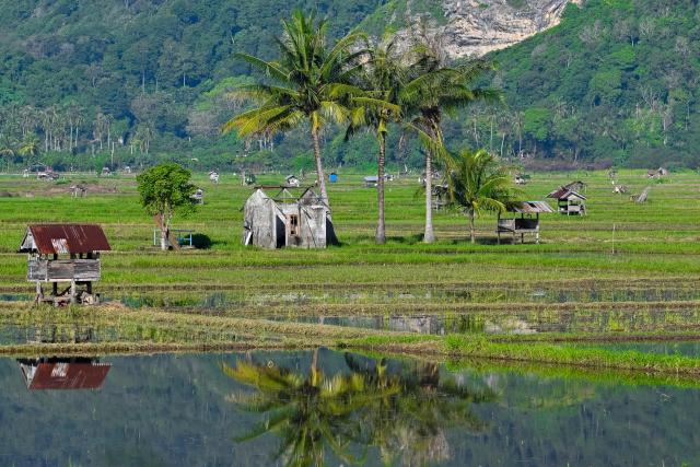 A general view of paddy fields during the rice planting season in Lhoknga, Aceh province on October 28, 2025. (Photo by CHAIDEER MAHYUDDIN / AFP)