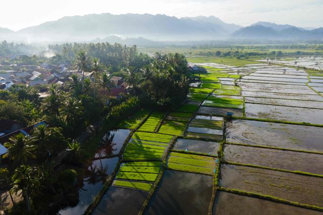 An aerial view shows paddy fields during the rice planting season in Lhoknga, Aceh province on October 28, 2025. (Photo by CHAIDEER MAHYUDDIN / AFP)