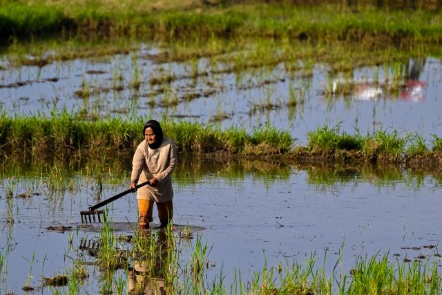 A farmer works in a paddy field during the rice planting season in Lhoknga, Aceh province on October 28, 2025. (Photo by CHAIDEER MAHYUDDIN / AFP)