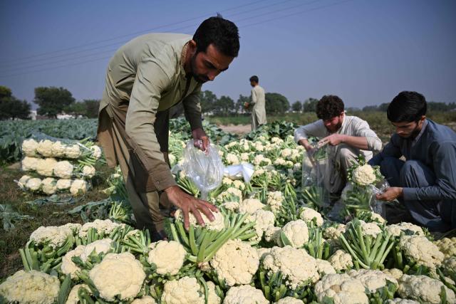 Farmers pack cauliflowers in bags after harvesting them in a field in Attock district, Punjab province on October 31, 2025.  (Photo by Aamir QURESHI / AFP)