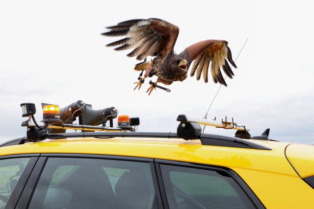A common buzzard takes off from the roof of a falconer's vehicle while performing bird-control duties to prevent bird strike incidents during aircrafts' takeoff and landing at the Beauvais Airport, in Beauvais, northern France on October 13, 2025. On the tarmac at Beauvais Airport, the piercing cries of a buzzard mingle with the roar of jet engines. To reduce the risk of collisions between aircraft and birds, birds of prey are trained to fly over the runways and scare away other birds. Since April 2025, the airport has been calling on falconers from the northern Oise region of France to scare away seagulls, gulls, crows and pigeons that could collide with aircraft engines during take-off and landing. (Photo by Francois LO PRESTI / AFP)