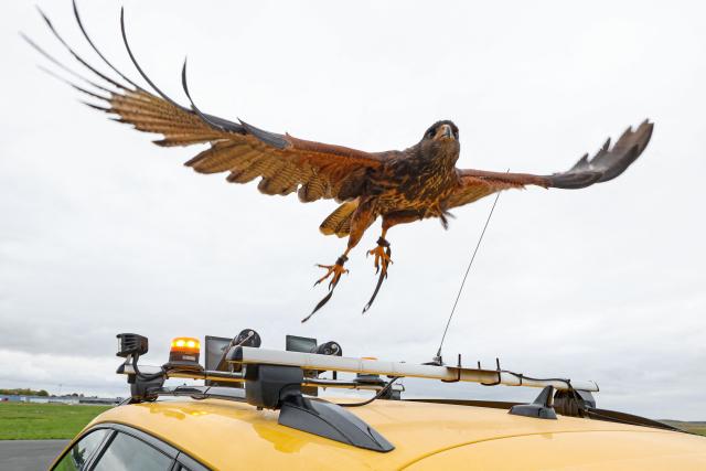 A common buzzard takes off from the roof of a falconer's vehicle while performing bird-control duties to prevent bird strike incidents during aircrafts' takeoff and landing at the Beauvais Airport, in Beauvais, northern France on October 13, 2025. On the tarmac at Beauvais Airport, the piercing cries of a buzzard mingle with the roar of jet engines. To reduce the risk of collisions between aircraft and birds, birds of prey are trained to fly over the runways and scare away other birds. Since April 2025, the airport has been calling on falconers from the northern Oise region of France to scare away seagulls, gulls, crows and pigeons that could collide with aircraft engines during take-off and landing. (Photo by Francois LO PRESTI / AFP)