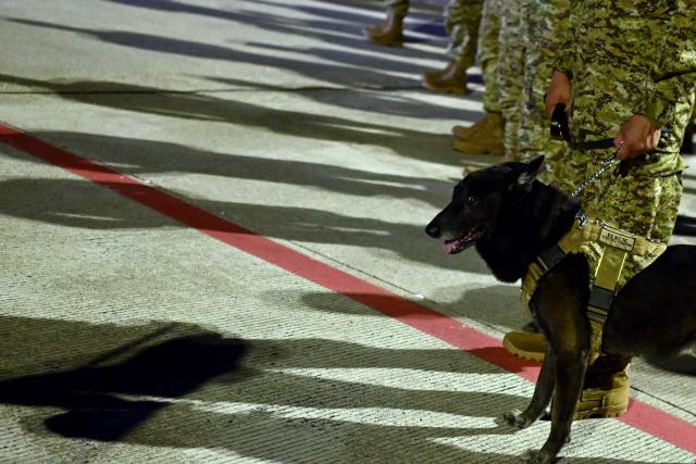 A search and rescue dog is seen as Salvadorean soldiers prepare to board a plane with humanitarian aid bound for Jamaica, ordered by El Salvador's President Nayib Bukele, after the passage of Hurricane Melissa, at the tarmac of San Oscar Romero International Airport in San Luis Talpa, El Salvador on October 31, 2025. Melissa, the worst Atlantic hurricane in nearly a century, left at least 30 dead in Haiti and 19 in Jamaica, as well as parts of Cuba in ruins, as it moved through the Caribbean toward Bermuda on Thursday. (Photo by Marvin RECINOS / AFP)