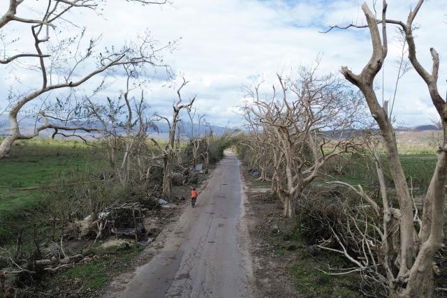Stripped and damaged trees are seen along Holland Bamboo Avenue, one of Jamaica's main tourist attractions, in St Elizabeth, Jamaica, on October 31, 2025, in the aftermath of Hurricane Melissa. At least 19 people in Jamaica have died as a result of Hurricane Melissa which devastated the island nation when it roared ashore this week, a government minister told news outlets late October 31. (Photo by Ricardo Makyn / AFP)