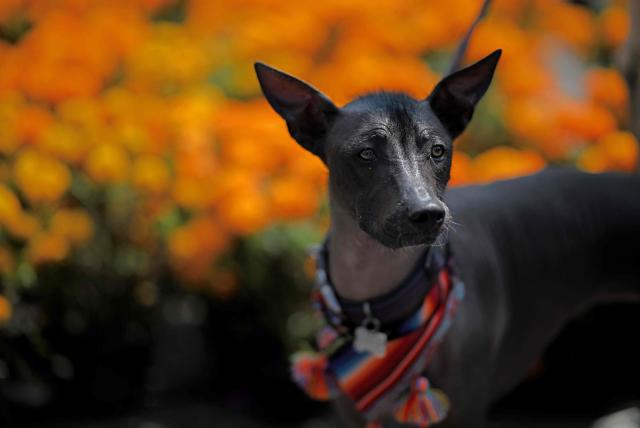 TOPSHOT - This view shows a Xoloitzcuintle dog, a breed native to Mexico and believed in Aztec mythology to be a guide dog to the afterlife, during the annual Day of the Dead celebrations in Mexico City on November 2, 2025. (Photo by CARL DE SOUZA / AFP)