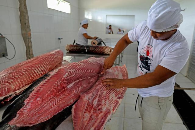 (FILES) A worker cuts Pirarucus (Arapaima gigas) at the Mamiraua Sustainable Development Reserve (RDS) in Fonte Boa, Amazonas state, Brazil, on November 7, 2022. Chef Saulo Jennings, a leading figure in northern Brazilian cuisine, recently declined to cater the Earthshot Prize banquet in Rio de Janeiro -hosted by Britain's Prince William- after organizers requested a fully vegan menu, which he described as "a lack of respect" for Amazonian culinary traditions. He is, however, ready to impress heads of state at the COP30 meeting this week with dishes showcasing both plant and animal ingredients from the world's largest rainforest. (Photo by MICHAEL DANTAS / AFP)