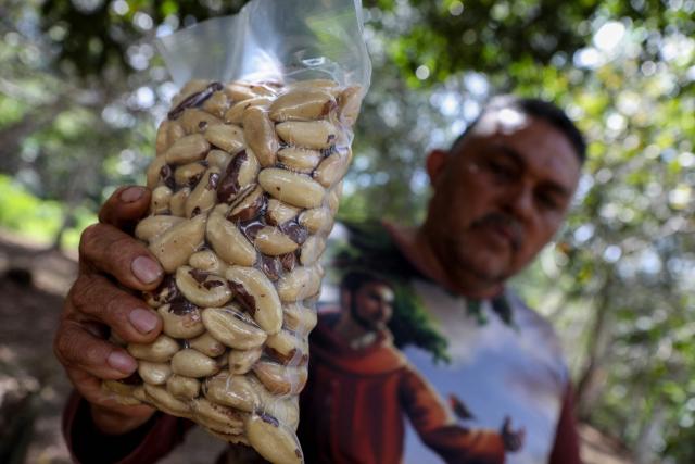 (FILES) A man shows a bag containing Brazil nuts, seed harvested from a tree called Castanheira-do-Brasil (scientific name Bertholletia excelsa), are seen on a production unit at the Pataua community, located inside the Urini Extractive Reserve, during an expedition organized by the Brazil Environmental Ministry to the Lower Negro River Mosaic, Amazonas state, Brazil, on July 9, 2023. Chef Saulo Jennings, a leading figure in northern Brazilian cuisine, recently declined to cater the Earthshot Prize banquet in Rio de Janeiro -hosted by Britain's Prince William- after organizers requested a fully vegan menu, which he described as "a lack of respect" for Amazonian culinary traditions. He is, however, ready to impress heads of state at the COP30 meeting this week with dishes showcasing both plant and animal ingredients from the world's largest rainforest. (Photo by MICHAEL DANTAS / AFP)