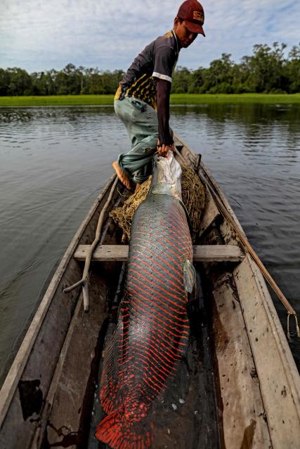 (FILES) A fisherman catches a Pirarucu (Arapaima gigas) at the Mamiraua Sustainable Development Reserve (RDS) in Fonte Boa, Amazonas state, Brazil, on November 5, 2022. Chef Saulo Jennings, a leading figure in northern Brazilian cuisine, recently declined to cater the Earthshot Prize banquet in Rio de Janeiro -hosted by Britain's Prince William- after organizers requested a fully vegan menu, which he described as "a lack of respect" for Amazonian culinary traditions. He is, however, ready to impress heads of state at the COP30 meeting this week with dishes showcasing both plant and animal ingredients from the world's largest rainforest. (Photo by MICHAEL DANTAS / AFP)