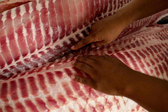 (FILES) A worker cuts Pirarucus (Arapaima gigas) at the Mamiraua Sustainable Development Reserve (RDS) in Fonte Boa, Amazonas state, Brazil, on November 7, 2022. Chef Saulo Jennings, a leading figure in northern Brazilian cuisine, recently declined to cater the Earthshot Prize banquet in Rio de Janeiro -hosted by Britain's Prince William- after organizers requested a fully vegan menu, which he described as "a lack of respect" for Amazonian culinary traditions. He is, however, ready to impress heads of state at the COP30 meeting this week with dishes showcasing both plant and animal ingredients from the world's largest rainforest. (Photo by MICHAEL DANTAS / AFP)