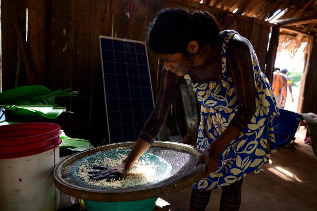 (FILES) An Indigenous woman prepares cassava at her home in the village of Metuktire, in the Amazon rainforest of Mato Grosso state, Brazil, on March 22, 2025. Chef Saulo Jennings, a leading figure in northern Brazilian cuisine, recently declined to cater the Earthshot Prize banquet in Rio de Janeiro -hosted by Britain's Prince William- after organizers requested a fully vegan menu, which he described as "a lack of respect" for Amazonian culinary traditions. He is, however, ready to impress heads of state at the COP30 meeting this week with dishes showcasing both plant and animal ingredients from the world's largest rainforest. (Photo by Pablo PORCIUNCULA / AFP)