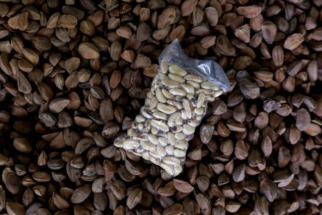 (FILES) Brazil nuts, seed harvested from a tree called Castanheira-do-Brasil (scientific name Bertholletia excelsa), are seen on a production unit at the Pataua community, located inside the Urini Extractive Reserve, during an expedition organized by the Brazil Environmental Ministry to the Lower Negro River Mosaic, Amazonas state, Brazil, on July 9, 2023. Chef Saulo Jennings, a leading figure in northern Brazilian cuisine, recently declined to cater the Earthshot Prize banquet in Rio de Janeiro -hosted by Britain's Prince William- after organizers requested a fully vegan menu, which he described as "a lack of respect" for Amazonian culinary traditions. He is, however, ready to impress heads of state at the COP30 meeting this week with dishes showcasing both plant and animal ingredients from the world's largest rainforest. (Photo by MICHAEL DANTAS / AFP)