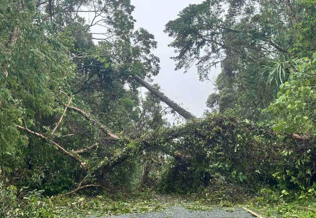 A fallen tree blocks a road uprooted during Typhoon Kalmaegi in Silago, Leyte province on November 4, 2025. Residents sought refuge on rooftops and cars floated through flooded streets on November 4 as Typhoon Kalmaegi battered the central Philippines, leaving at least two people dead. (Photo by AFP)