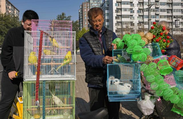 A vendor (R) sells birds and rabbits on the street in Beijing on November 4, 2025. (Photo by Adek BERRY / AFP)